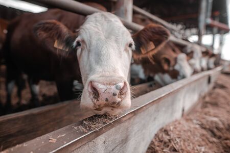 A lot of cows eating hay from the though in the huge farm, farming conceptの写真素材