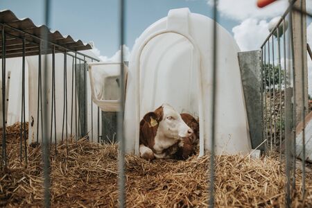 A lot of cows eating hay from the though in the huge farm, farming concept