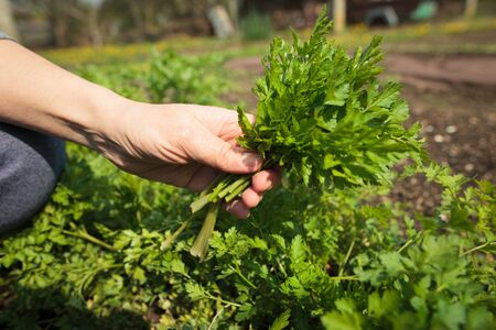 Senior woman hands cutting some spring, fresh parsley at her huge garden