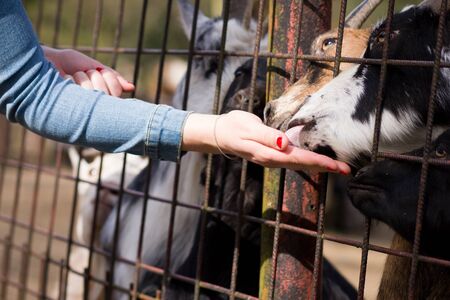 cameroon, pygmy dwarf brown and black goat feeding granules of fresh grass by people in ZOO areaの写真素材