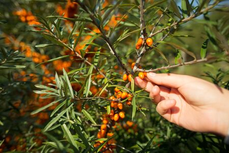 Woman hands harvesting a fresh buckthorn from the bushes
