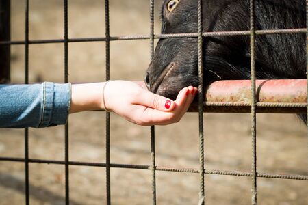cameroon, pygmy dwarf brown and black goat feeding granules of fresh grass by people in ZOO area,...