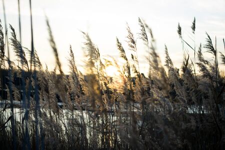 Beauty summer sunset, landscape scenery, cloudy and windy weatherの写真素材