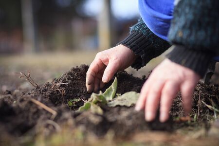 An old hand of active senior pulling out weed of his huge botanic garden, clearing, doing properly, hard work, gardeningの写真素材