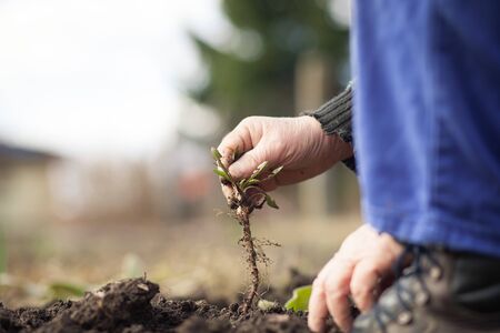 Senior man hands working at his huge garden, preparing soil for planting, gardening conceptの写真素材