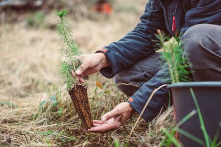 Safe the planet, Man planting young tree for better environment after huge storms, ecology concept