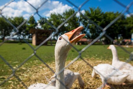 Goose behind the fence of large farm, agriculture conceptの写真素材
