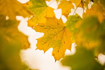 Yellow-colored autumn leaves on top of the tree