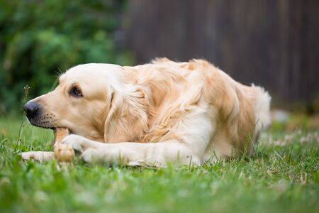 Cute golden retriever playing, eating with bone consists of some pork skin on the huge garden, looking happy, mammalの写真素材