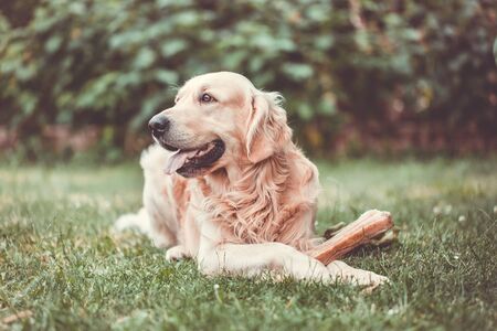 Cute golden retriever playing, eating with bone consists of some pork skin on the huge garden,...