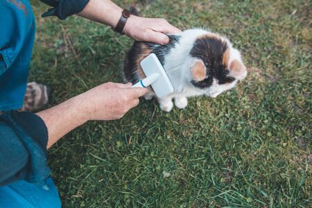 Man hands brushing the cat by white brush, mammal, animal conceptの写真素材