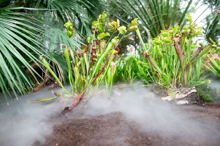 Carnivore, carnivorous plant or flower in the rainforest, nature concept