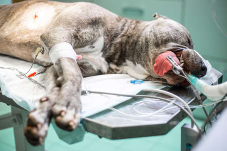 Dog in the surgery room before surgery act under anesthesia, vet conceptの写真素材