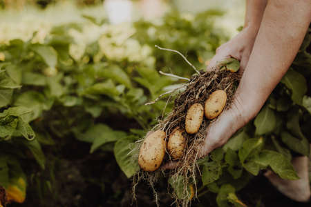 Woman farmer hoeing or harvesting fresh potatoes from her organic garden, gardening conceptの写真素材