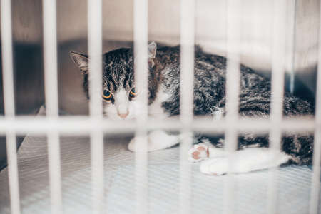 Sick cat in the cage in a vet clinic, veterinary conceptの写真素材