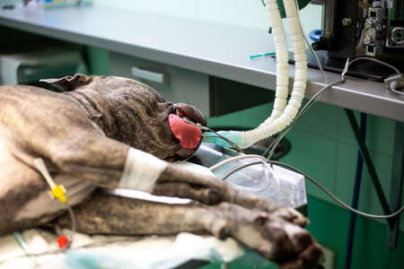 Dog during surgery act in the vet clinic, animal conceptの写真素材