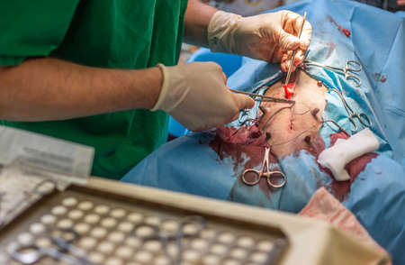 Castration of a female dog in the vet clinic, animal conceptの写真素材