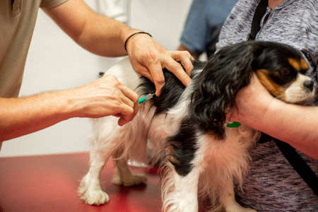 Process of a basic vaccination of a dog in the vet clinic, animal conceptの写真素材