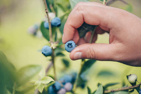 Young woman hands harvesting a fresh blueberries, fruit conceptの写真素材