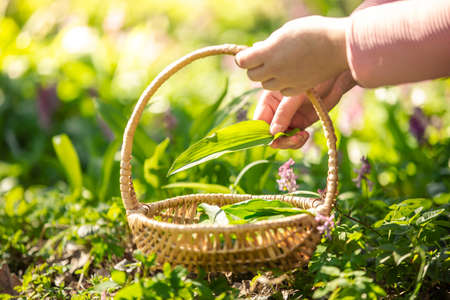 Young woman harvesting fresh, bio bear garlic, allium ursinum in the forest, herbalism conceptの写真素材