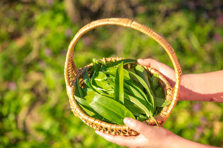 Young woman harvesting fresh, bio bear garlic, allium ursinum in the forest, herbalism conceptの写真素材