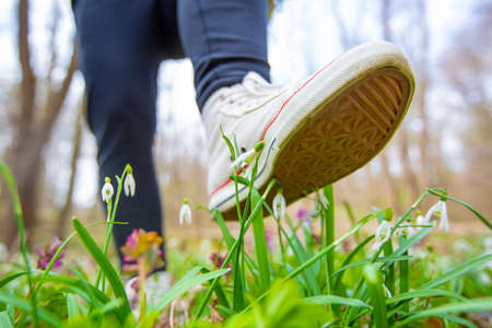 The foot of a woman shoes steps on a rare flowers in national park, botanical garden, damage to nature, environmental conceptの写真素材