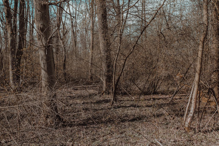 View to a floodplain forest with huge swamps and peat bogs, perfectly ecosystemの写真素材
