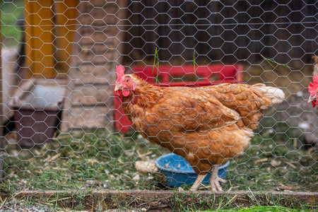 A hen at the farmyard, production of a bio eggs, animal conceptの写真素材