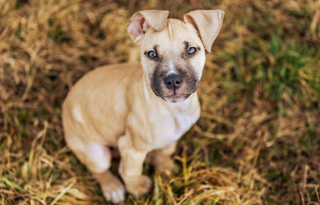 Close up, portrait of lovely, cute puppy dog enjoying outside, animal concept