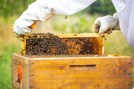 Bee frame full or rich of fresh honey and wax, a sweet, sticky yellowish-brown fluid made by bees...