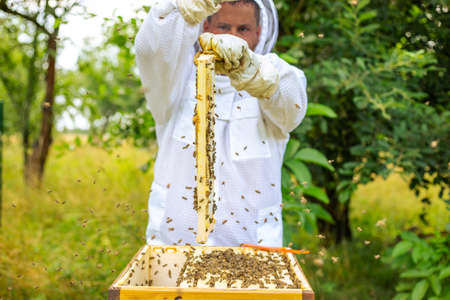 Beekeeper holding a honeycomb full of bees, professional beekeeper in protective workwear inspecting...