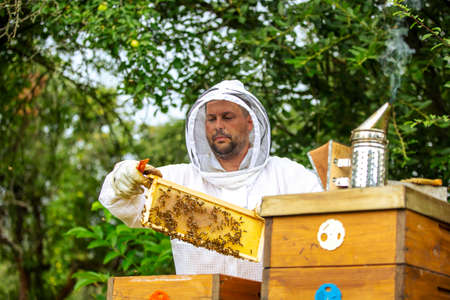 Beekeeper holding a honeycomb full of bees, professional beekeeper in protective workwear inspecting...