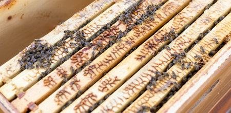 Close up of bee apiary with a lot of bees, beekeeping concept