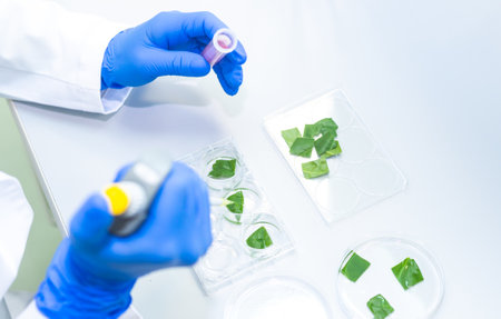 Young scientist or medical technician carrying out or researching from nature new pharmacy medicine in petri dish in a clinical laboratory, concept of pharmaceutical studies and researchesの写真素材