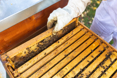 Beekeeper on an apiary, beekeeper is working with bees and beehives on the apiary, beekeeping or apiculture conceptの写真素材