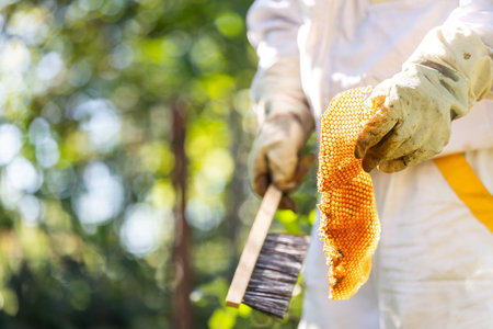 Beekeeper holding fresh bee wax from his apiary, beekeeping conceptの写真素材