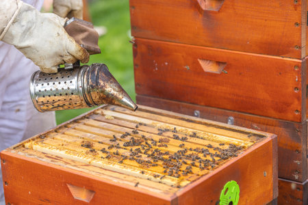 Beekeeper smoking bees in wooden beehive using smoker for honey production