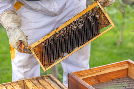 Beekeeper holding honeycomb frame with bees working in apiary