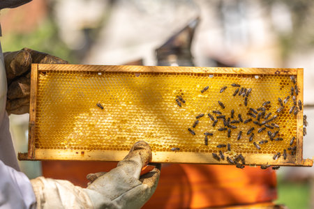 Beekeeper holding honeycomb frame with working bees in apiary