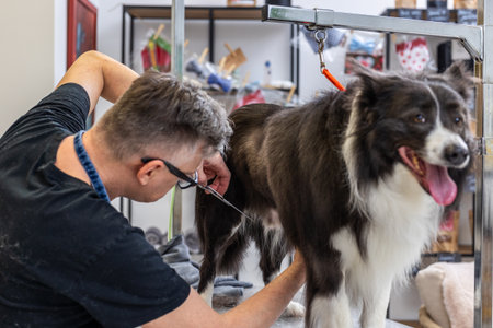 Dog groomer trimming border collie in pet salonの写真素材