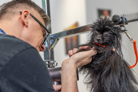 Dog groomer drying black pomeranian puppy having bad hair day