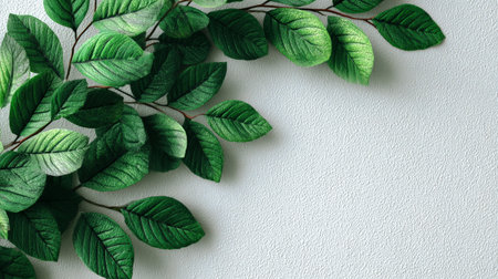 Green leaves arranged on white textured background creating negative spaceの素材
