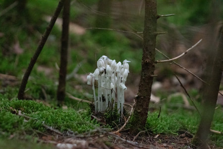 White bell shaped flowers with white stalks sit among trees and green mossの写真素材