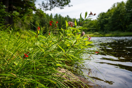 Green vegetation dotted with red and pink flowers along the shores of a 
river with green forest imagery in the backgroundの写真素材