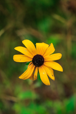 Golden yellow flower with brown black center sits in center from with blurred out backgroundの写真素材