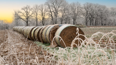 Rustic Straw Roller in Tree Field with Rounded Haystacksの写真素材