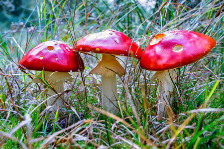 Three Red Fly Agarics: The Enchanted, Poisonous Forestの写真素材
