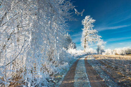 Hoarfrost Magic on a Snow-Covered Tree Pathの写真素材