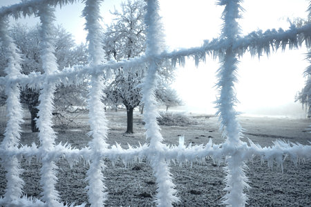 Arctic Atoms: Snow Trees Framing a Frost-Covered Window Panoramaの写真素材