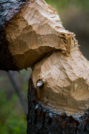 Beavers and Their Impact on Horseshoe Lake Forestの写真素材